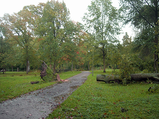 Gestürzter Baum, bereits von den Mitarbeitern der Parkverwaltung zerteilt