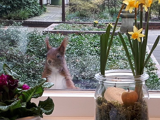 Eichhörnchen am Fenster der Parkverwaltung