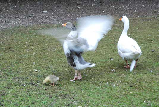 Leinegänse mit Kücken Leinegänse mit Kücken