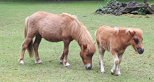 Die Shetland Ponys Lotta und ihr Fohlen Archie