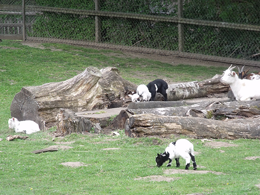 Junge Ziegen springen durch das Gehege des Bürgerparks