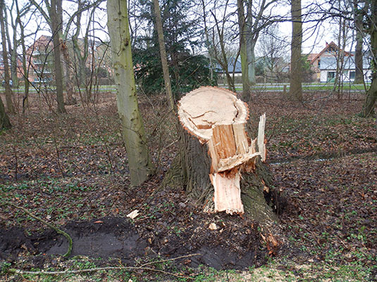 Schäden im Bürgerpark durch Sturm Ylenia. Schäden im Bürgerpark durch Sturm Ylenia.